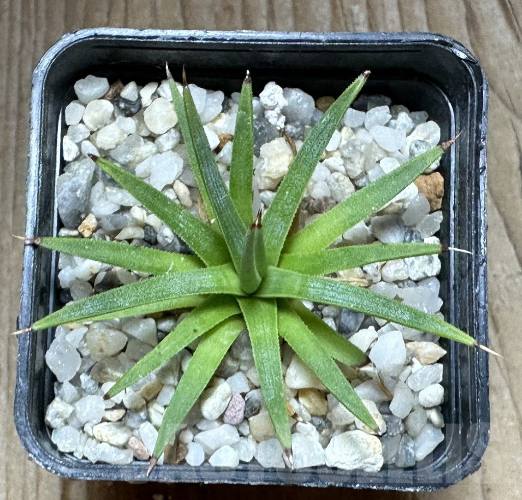 SHPR32241 Agave albopilosa - Image 3