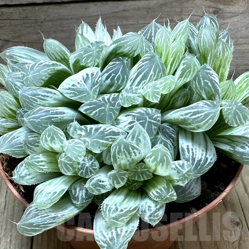 SL32243 Haworthia cooperi f. variegata