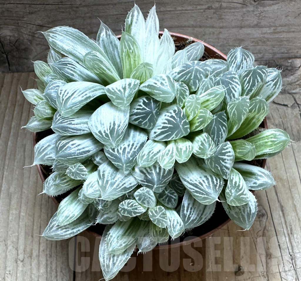 SL32243 Haworthia cooperi f. variegata - 画像 (2)