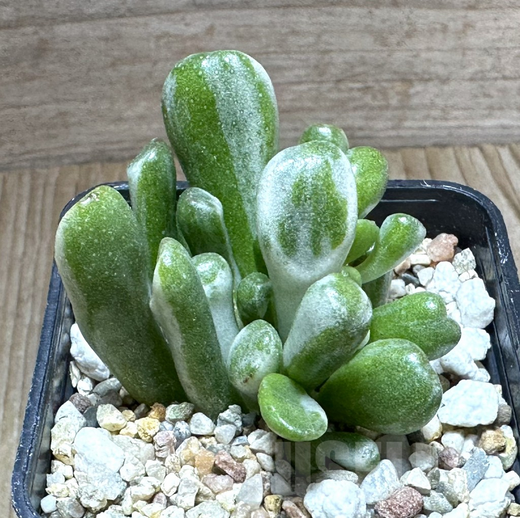 SHPR32245 Crassula ‘Hobbit’ f. variegata