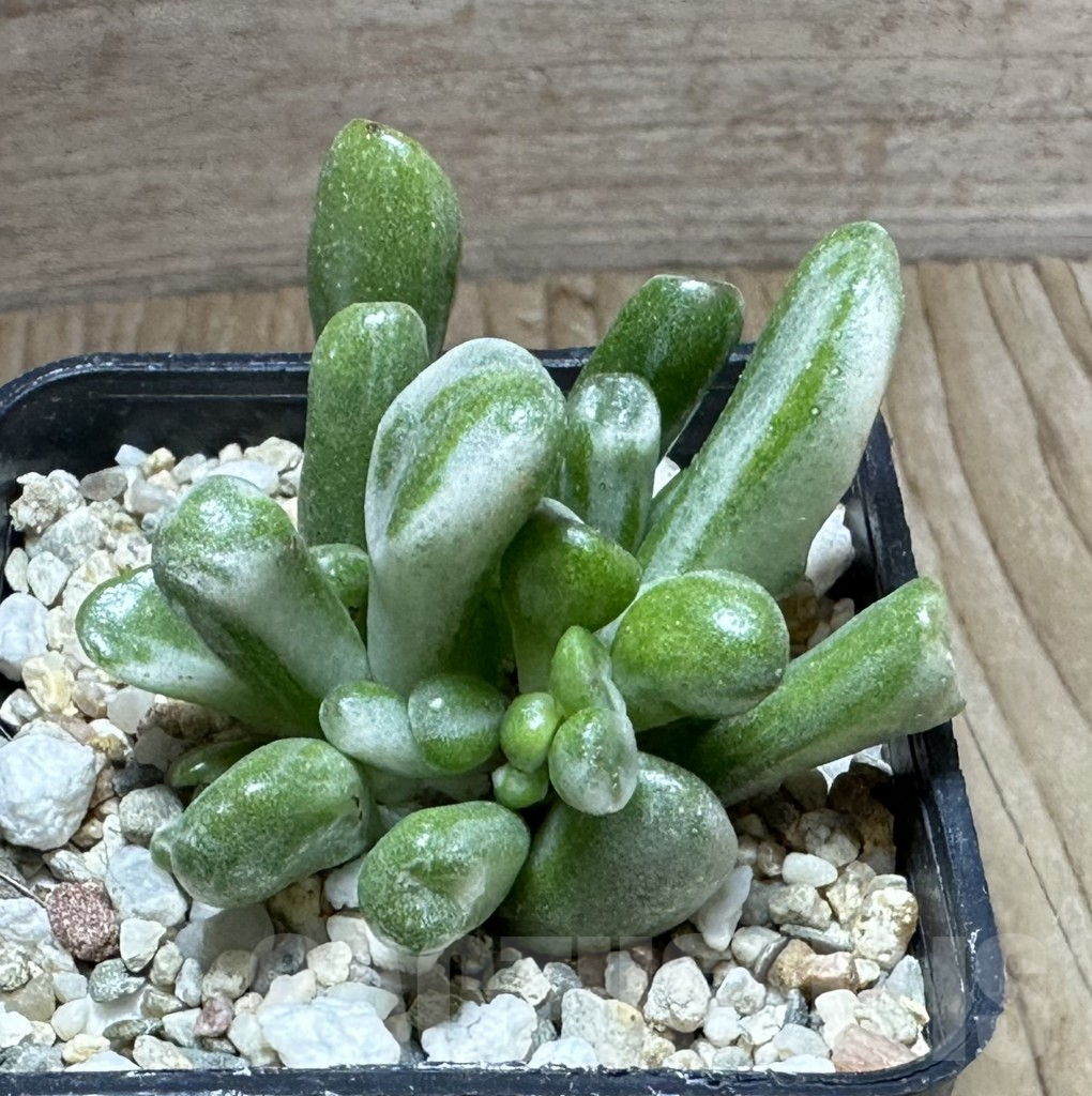 SHPR32245 Crassula ‘Hobbit’ f. variegata - Image 2