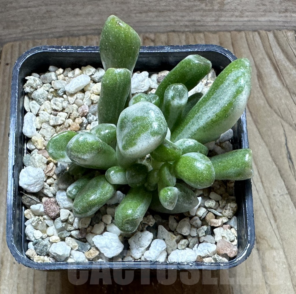 SHPR32245 Crassula ‘Hobbit’ f. variegata - Image 3