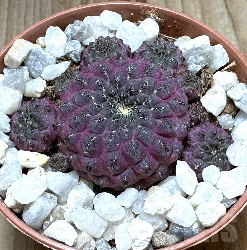 SHPR32246 Sulcorebutia rauschii ‘Red’