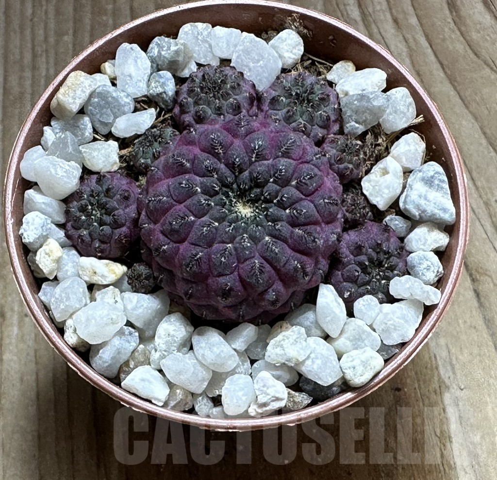 SHPR32246 Sulcorebutia rauschii ‘Red’ - Image 2