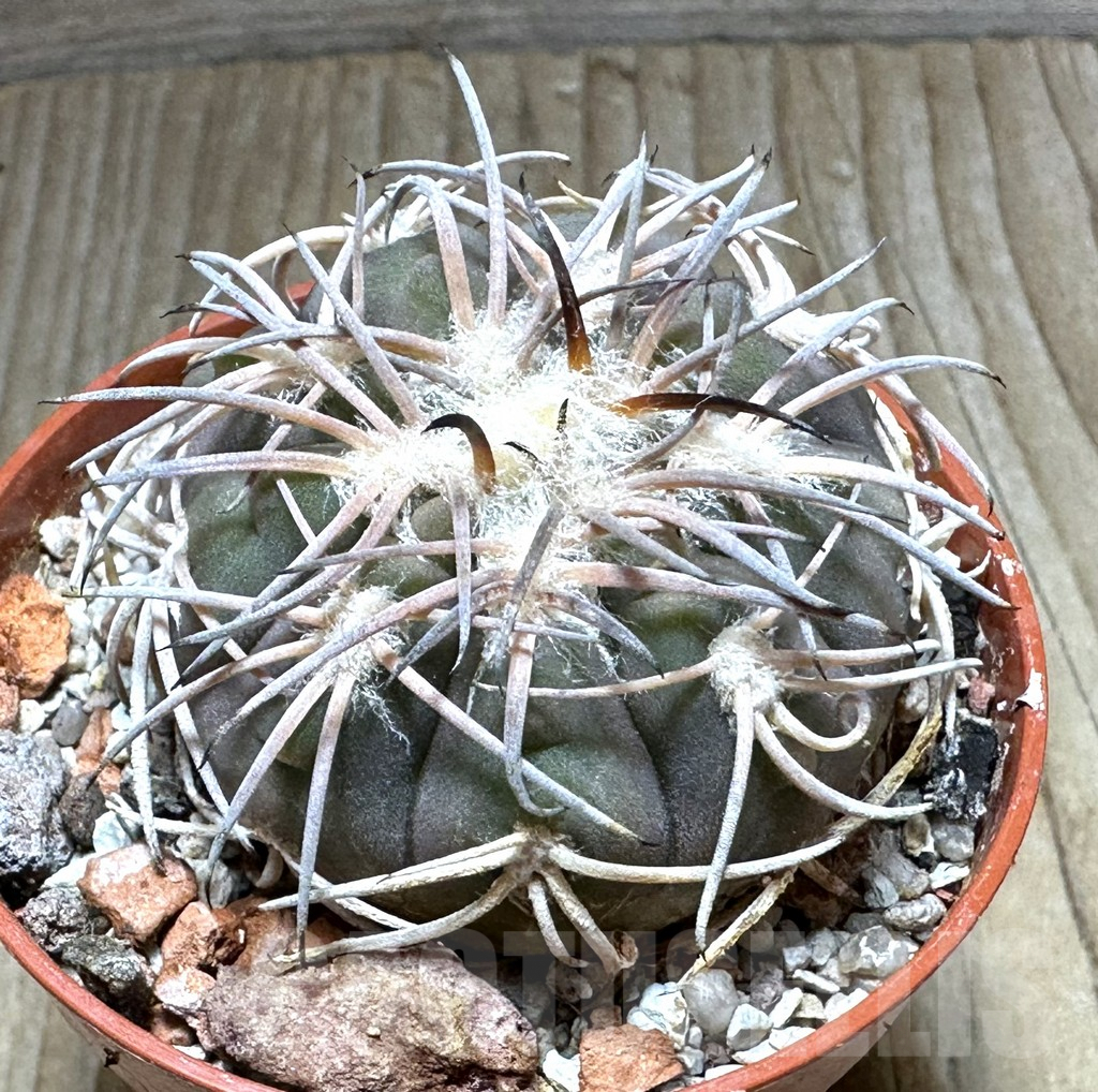 SHPR32251 Gymnocalycium spegazzinii -EL Obelisco-