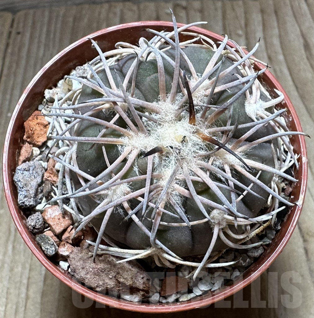 SHPR32251 Gymnocalycium spegazzinii -EL Obelisco- - Image 2