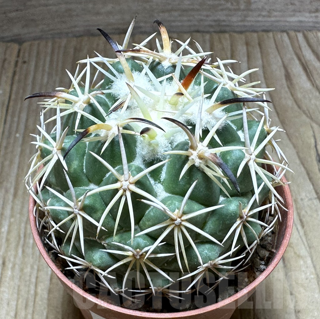 SHPR32252 Coryphantha tripugionacantha