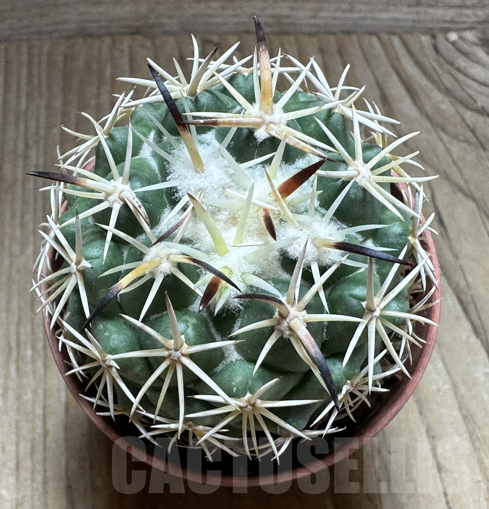 SHPR32252 Coryphantha tripugionacantha - 画像 (2)