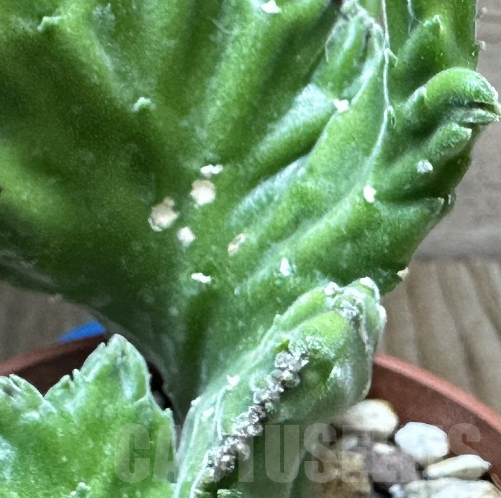 SHPR32254 Stapelia leendertziae f. cristata - Image 2