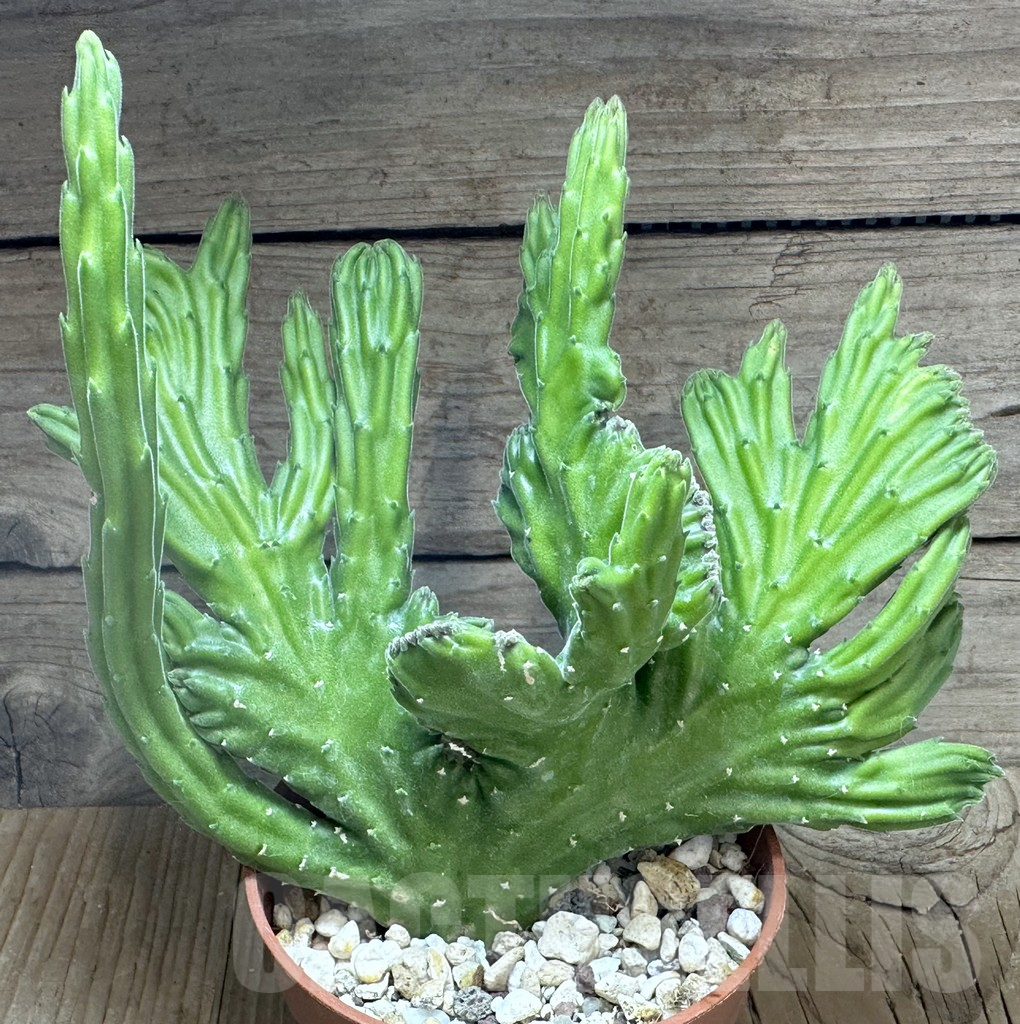 SHPR32254 Stapelia leendertziae f. cristata