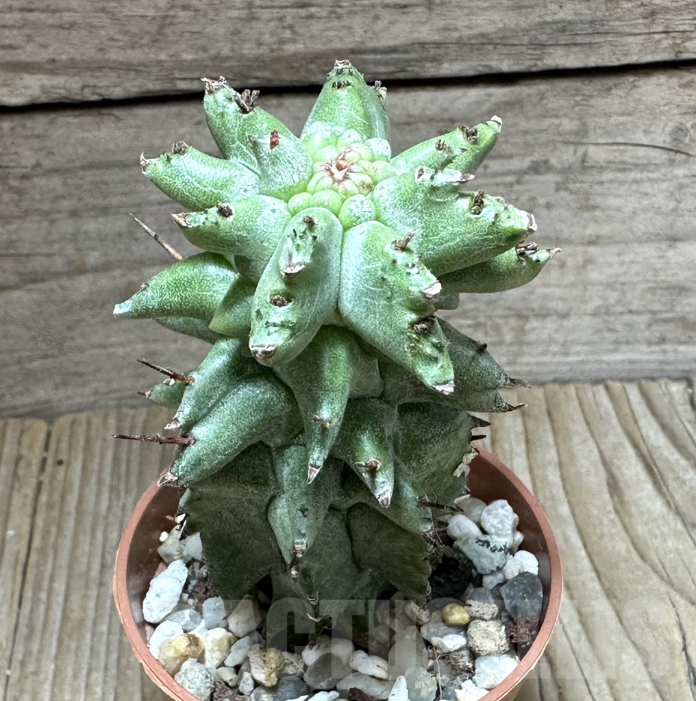 SHPR32255 Euphorbia horrida f. monstruosa
