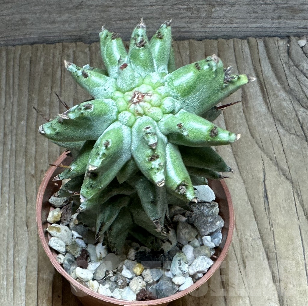 SHPR32255 Euphorbia horrida f. monstruosa - Image 2