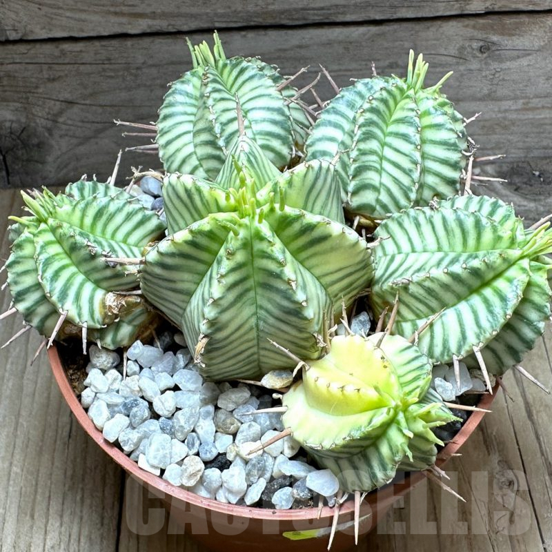 SHPR32256 Euphorbia meloformis f. variegata