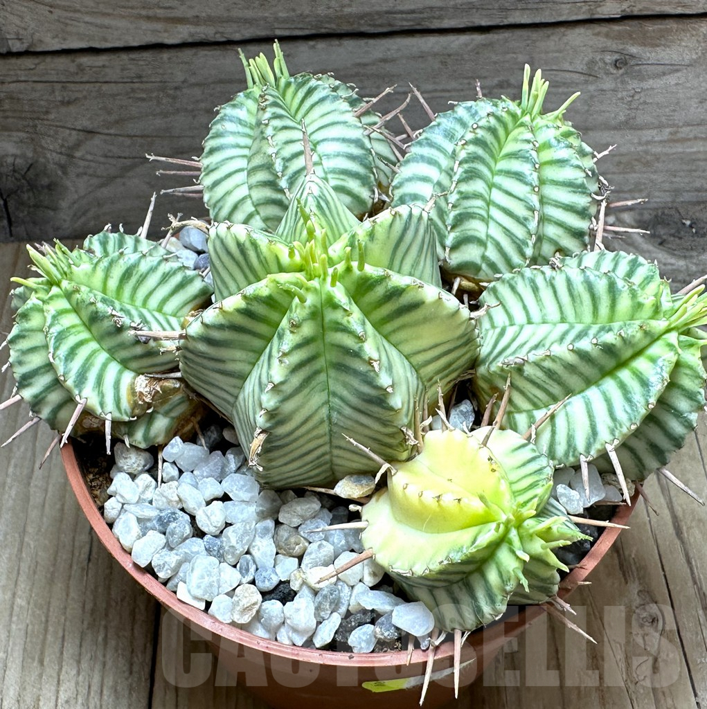 SHPR32256 Euphorbia meloformis f. variegata