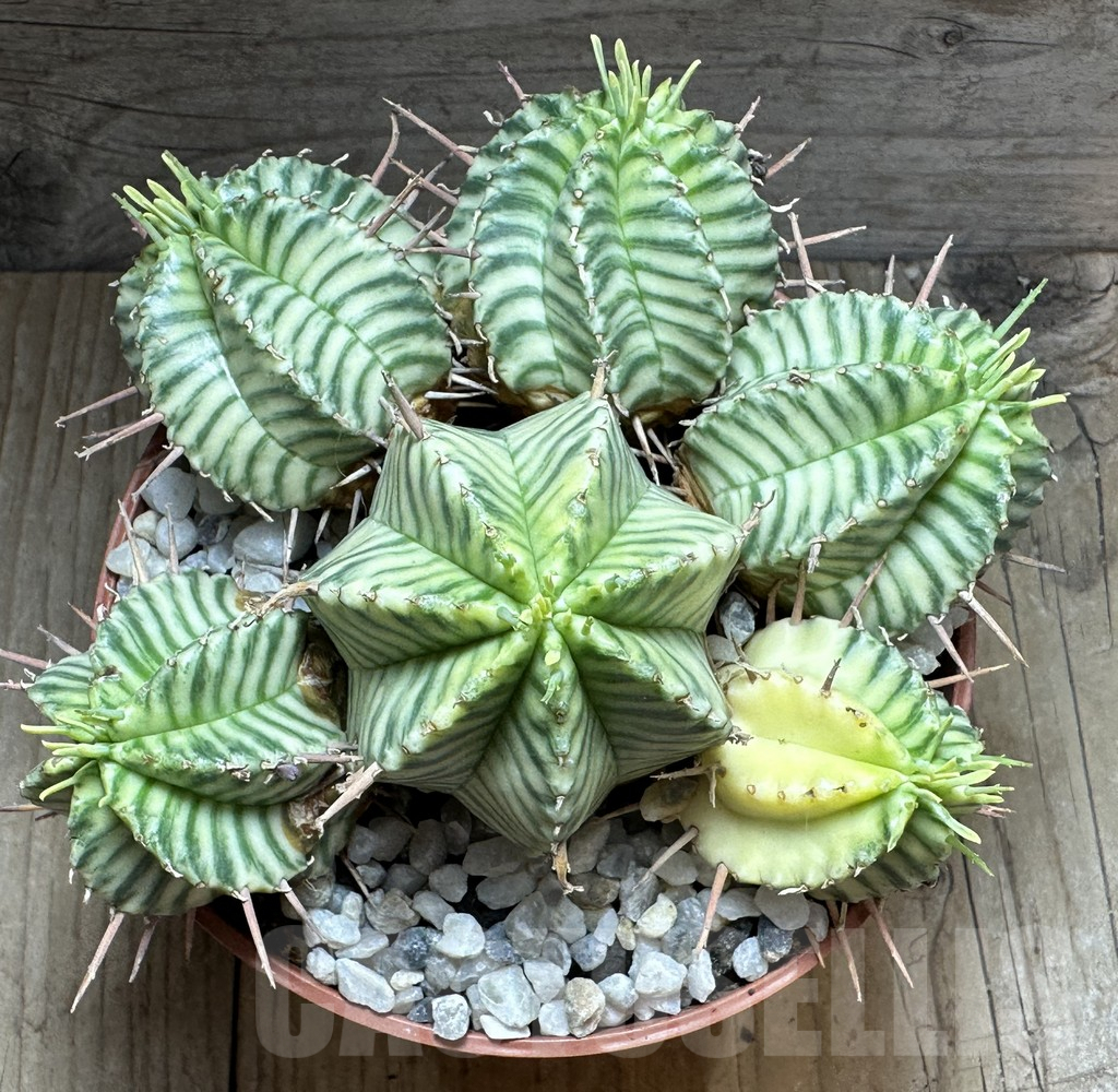 SHPR32256 Euphorbia meloformis f. variegata - Image 2