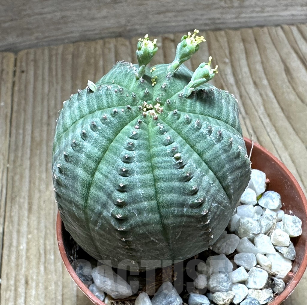 SET163 Euphorbia obesa ♀ ♂, 2 plants - 画像 (2)