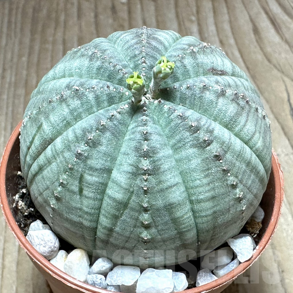 SET163 Euphorbia obesa ♀ ♂, 2 plants