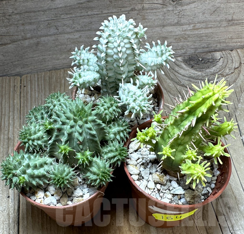 SET164 Euphorbia mix, 3 plants