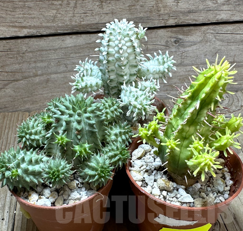 SET164 Euphorbia mix, 3 plants - 画像 (2)