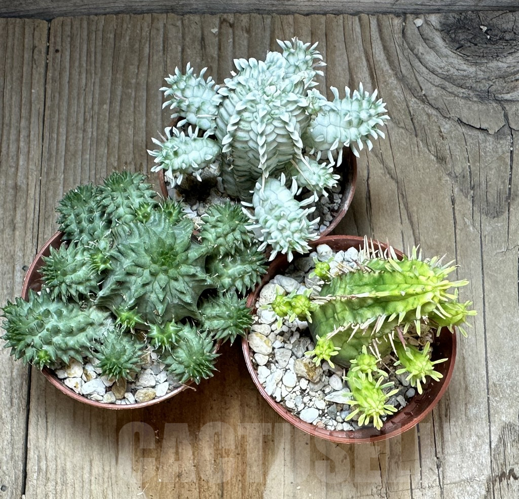 SET164 Euphorbia mix, 3 plants - 画像 (3)