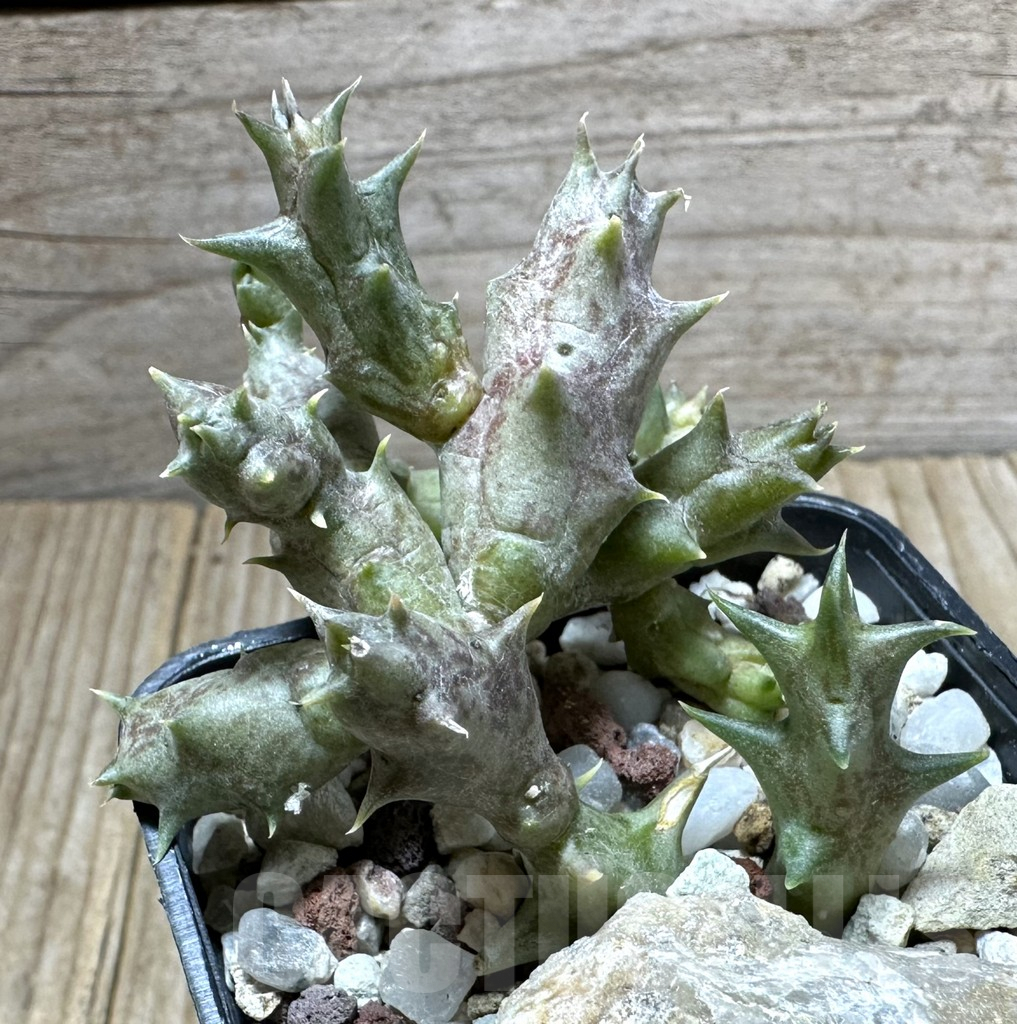 SHPR32309 Orbea dummeri - Image 2