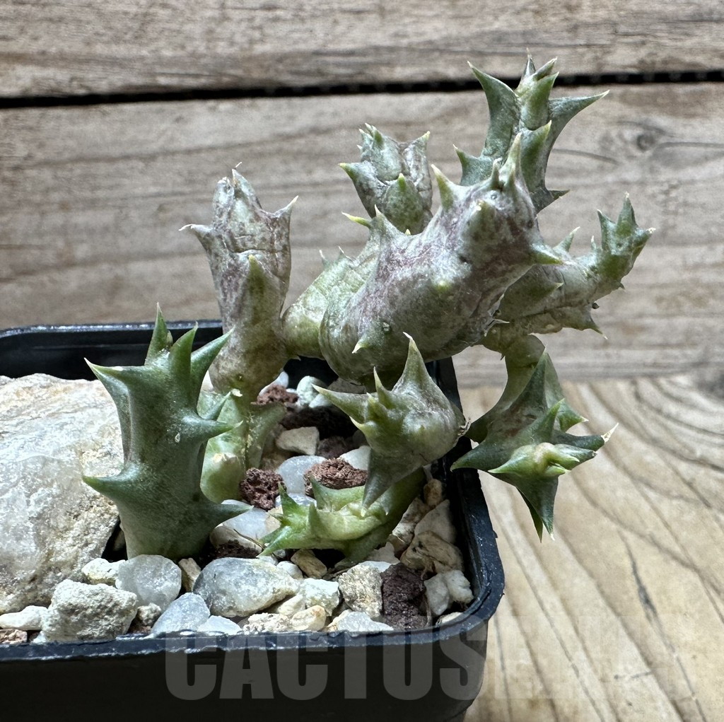 SHPR32309 Orbea dummeri - Image 3