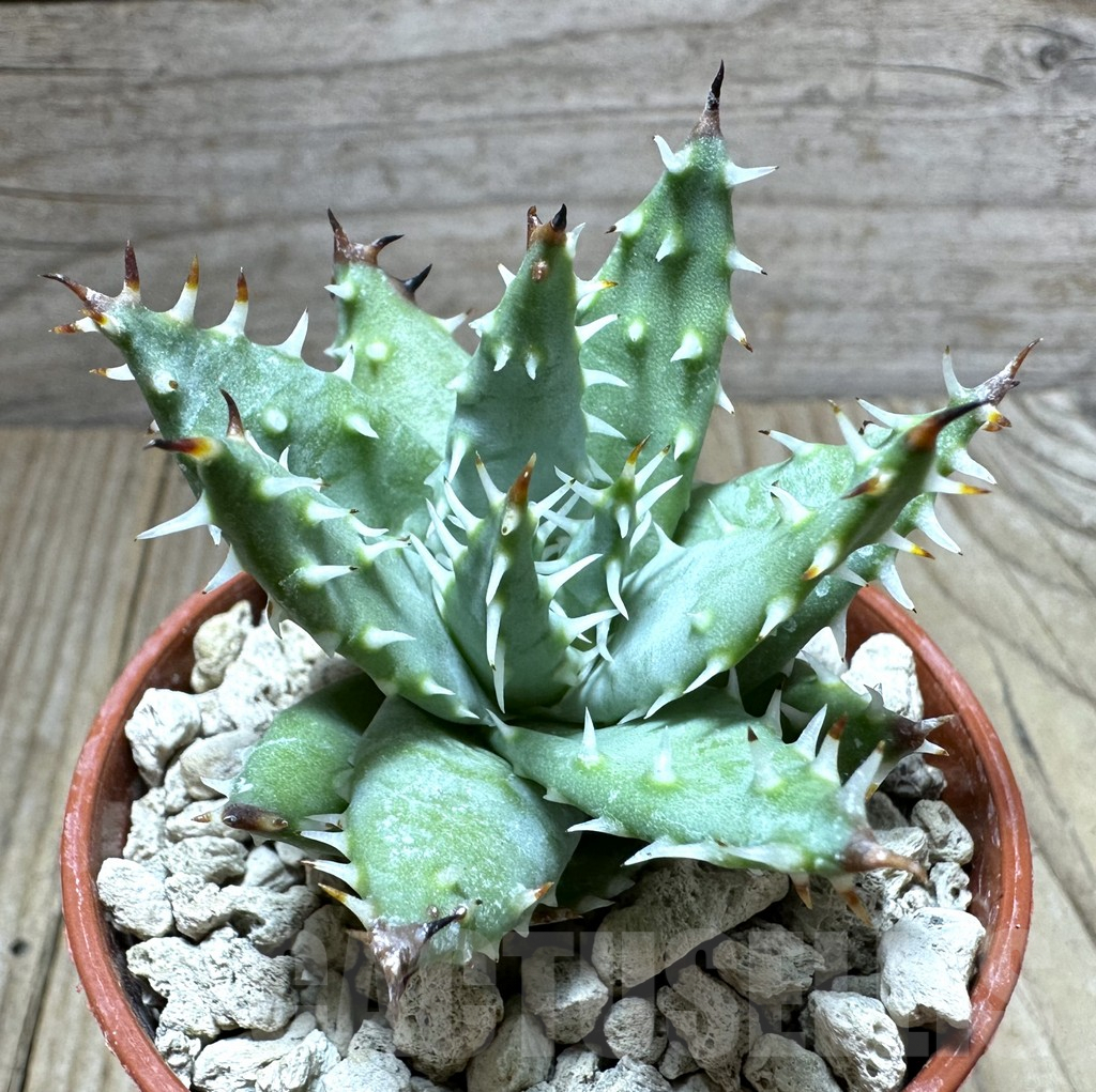 SHPR32310 Aloe erinacea