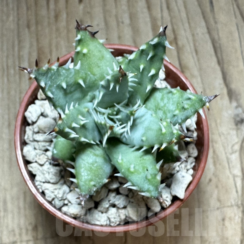 SHPR32310 Aloe erinacea - Image 2