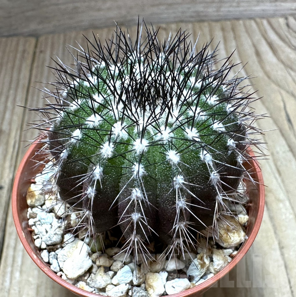 SHPR32313 Uebelmannia pectinifera