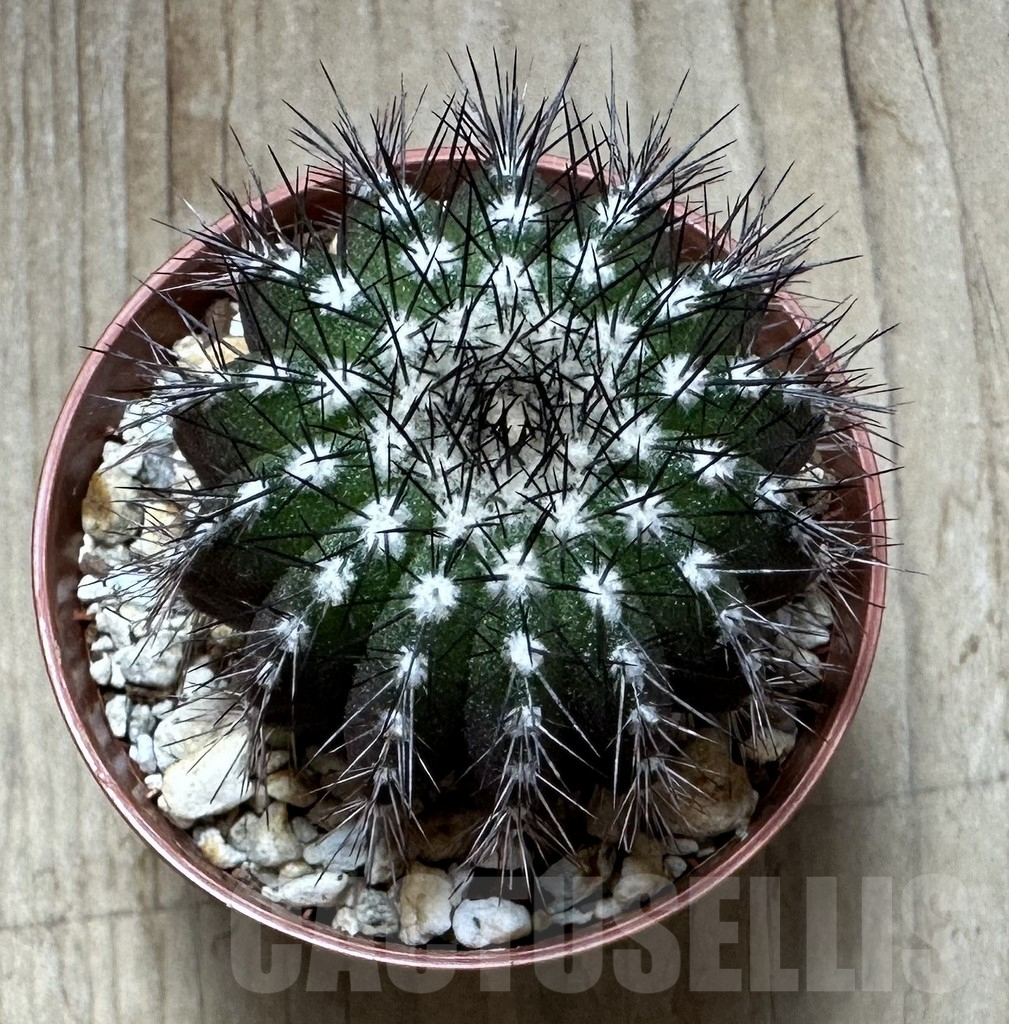 SHPR32313 Uebelmannia pectinifera - Image 2