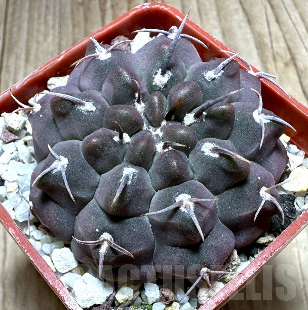 SHPR32314 Gymnocalycium vatteri v. unguispinum