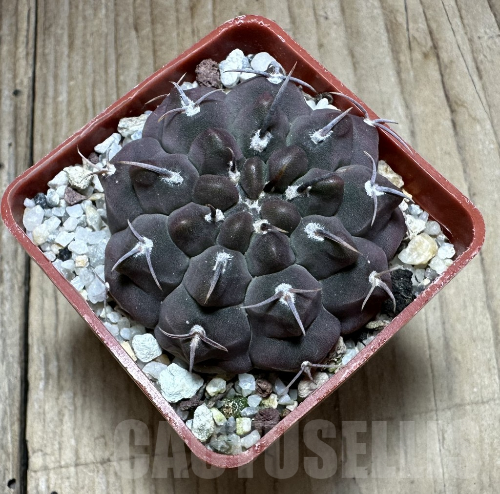 SHPR32314 Gymnocalycium vatteri v. unguispinum - Image 2