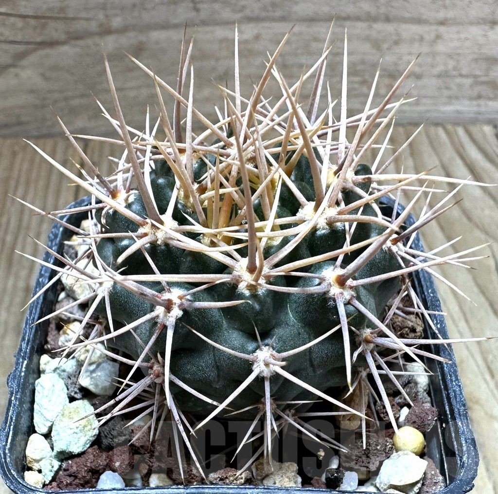 SHPR32316 Gymnocalycium neuhuberi -yellow spines-