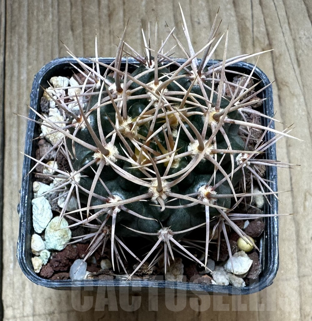 SHPR32316 Gymnocalycium neuhuberi -yellow spines- - Image 2