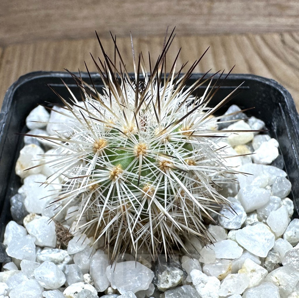 SHPR32317 Gymnocactus viereckii