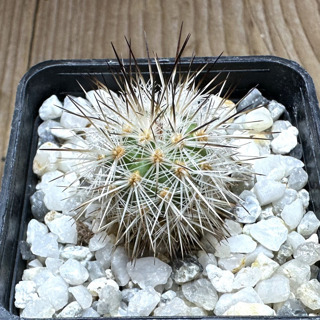 SHPR32317 Gymnocactus viereckii - Image 2