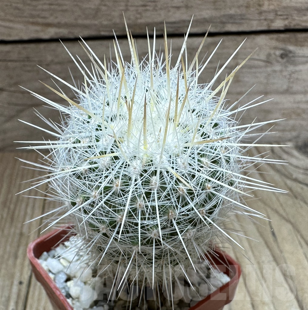 SHPR32318 Thelocactus macdowellii CSD 192