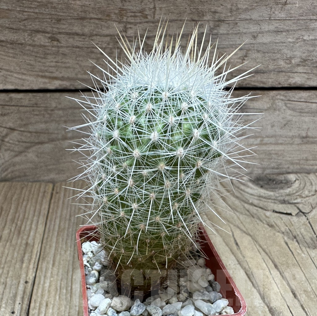 SHPR32318 Thelocactus macdowellii CSD 192 - Obrázek 2