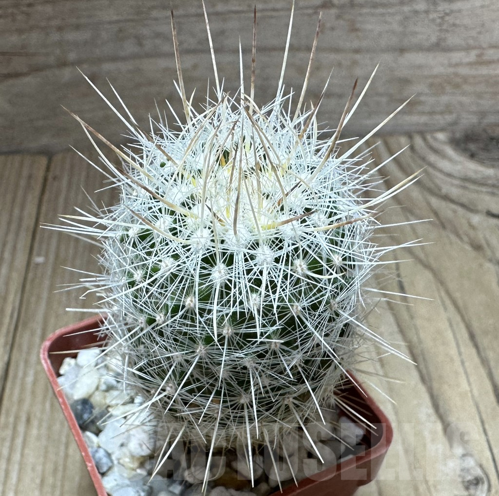 SHPR32319 Thelocactus macdowellii CSD 192