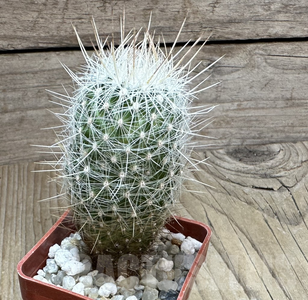 SHPR32319 Thelocactus macdowellii CSD 192 - Obrázek 2