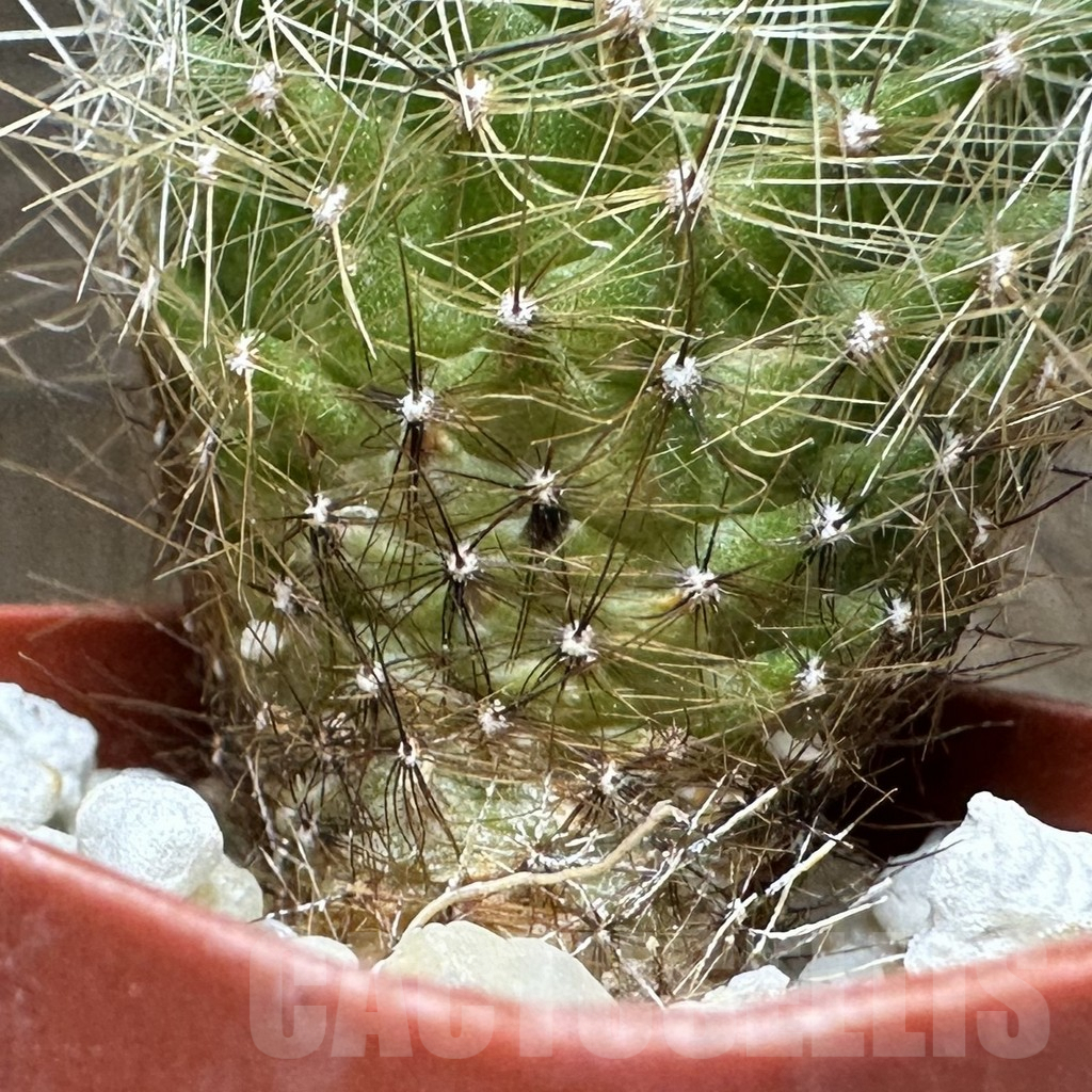 SHPR32319 Thelocactus macdowellii CSD 192 - Obrázek 3