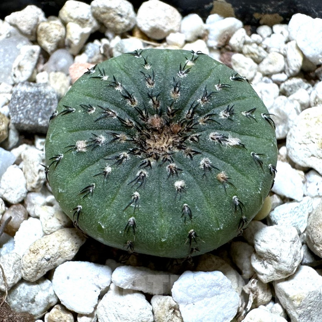 SHPR32320 Frailea asterioides