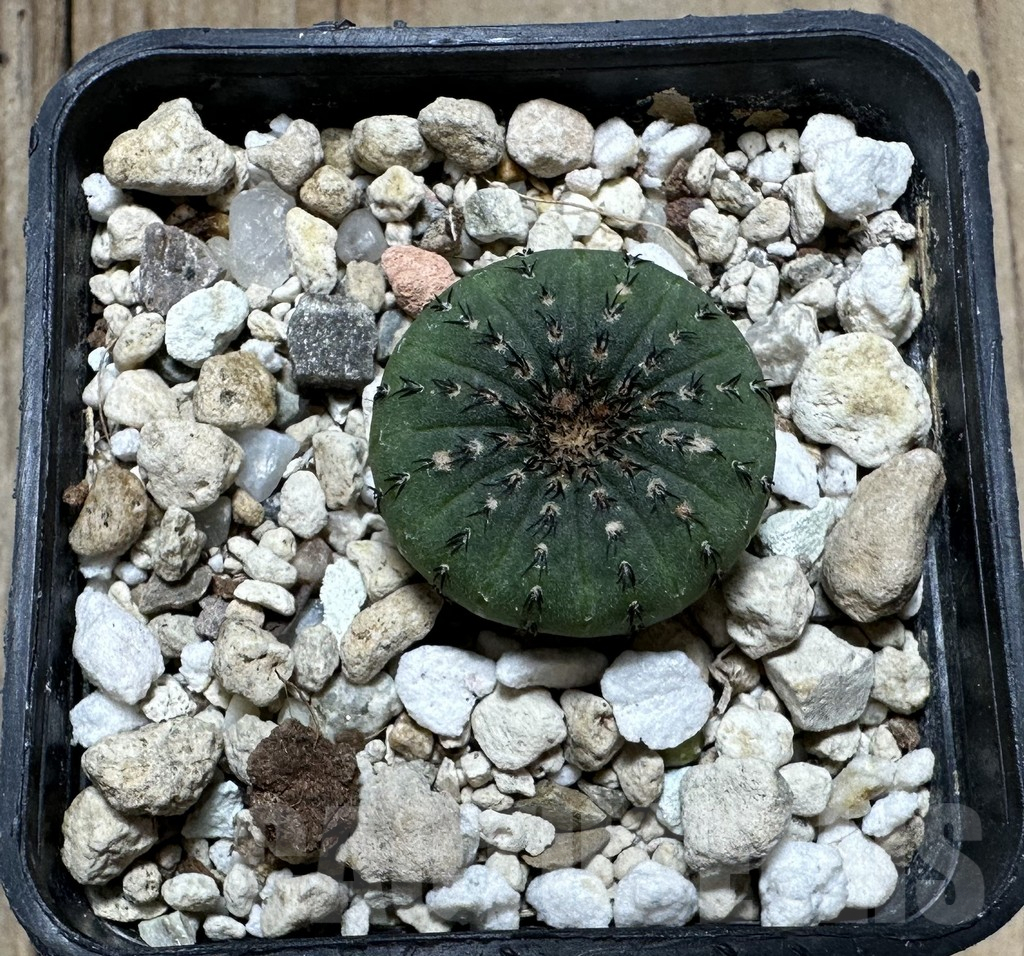 SHPR32320 Frailea asterioides - Image 2