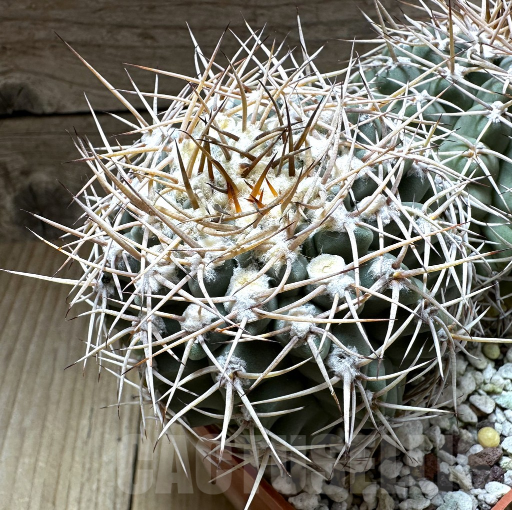 SHPR32321 Gymnocalycium valnicekianum, old 15 years