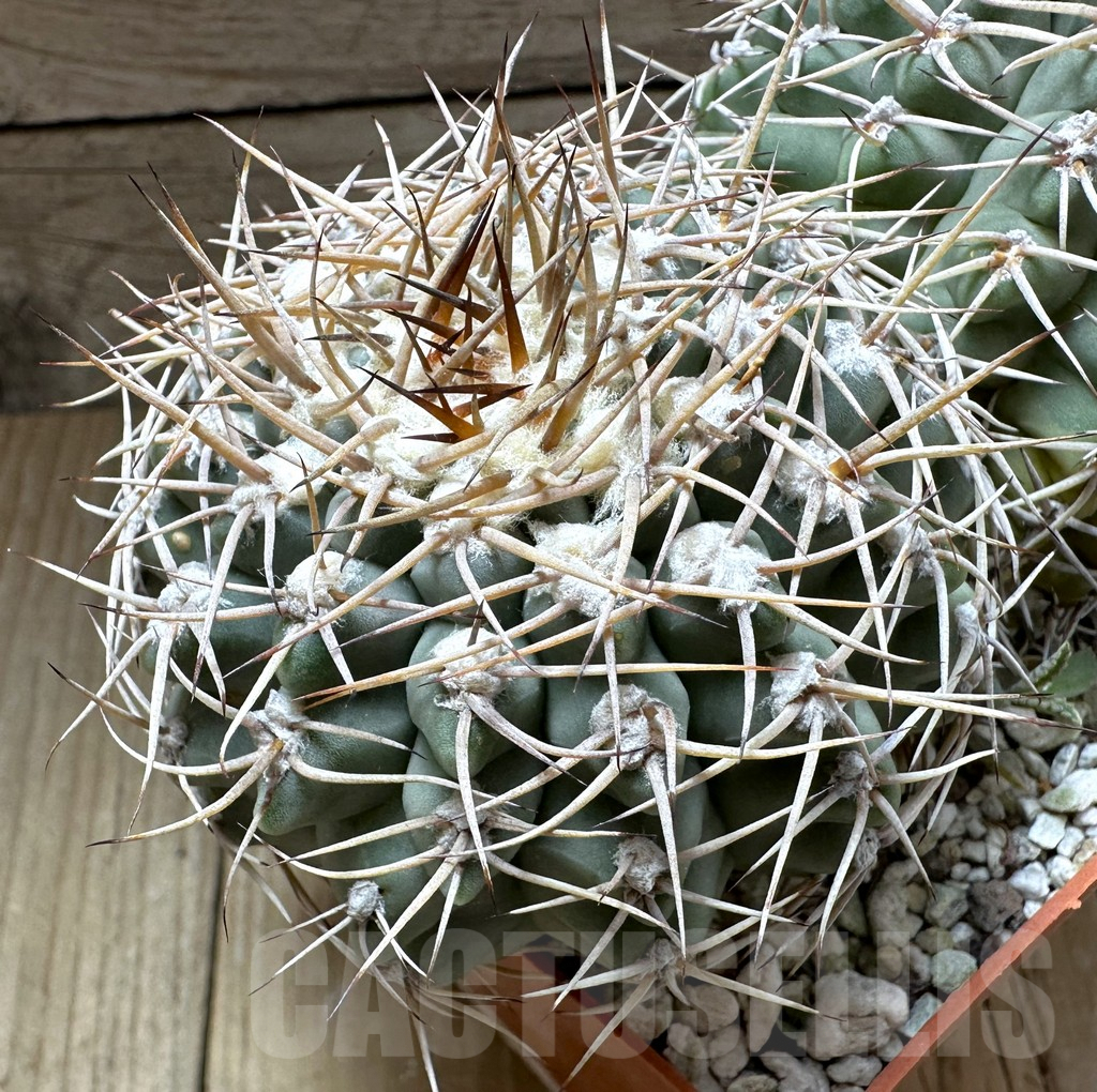 SHPR32321 Gymnocalycium valnicekianum, old 15 years - Image 2