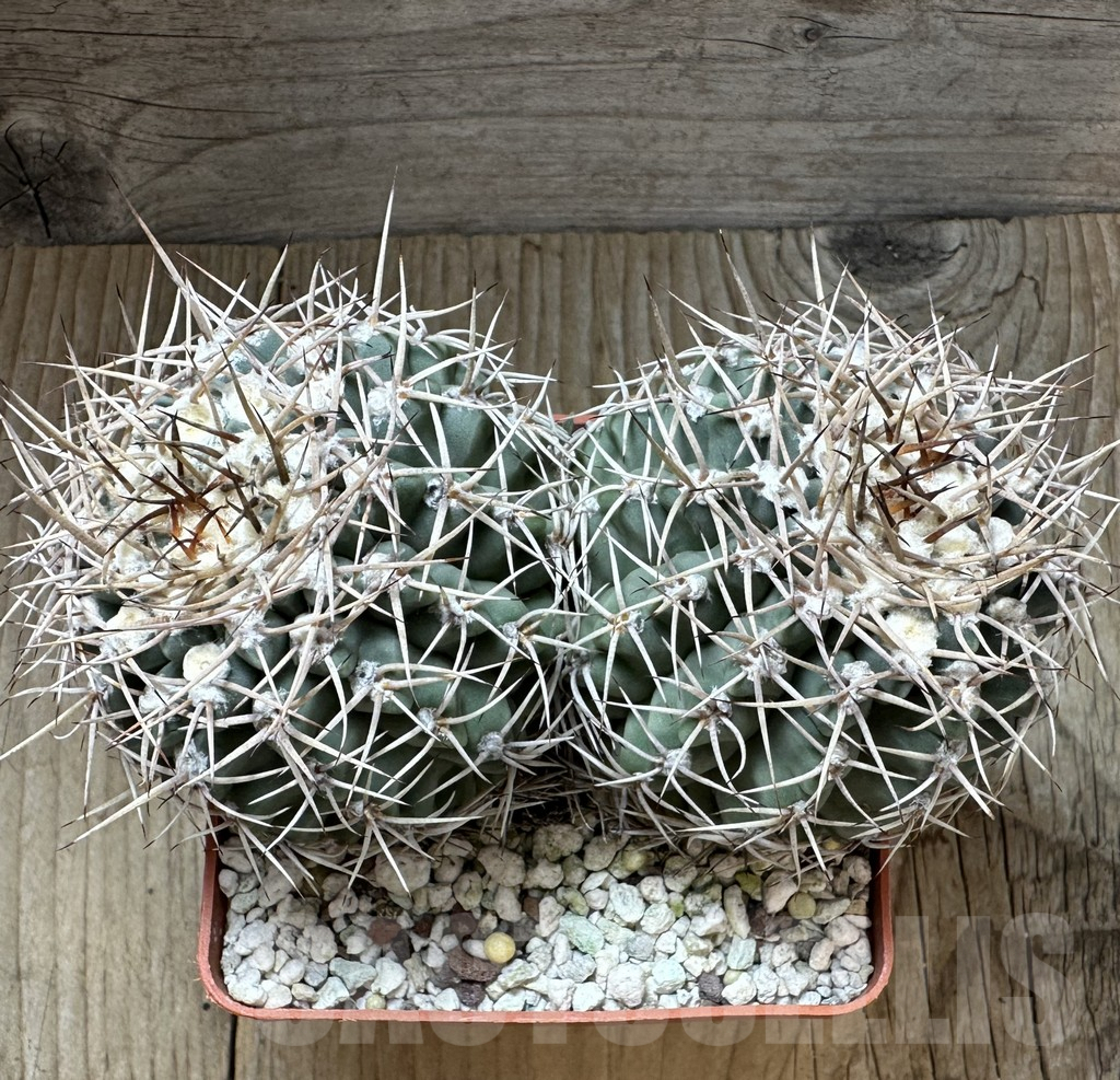 SHPR32321 Gymnocalycium valnicekianum, old 15 years - Image 3