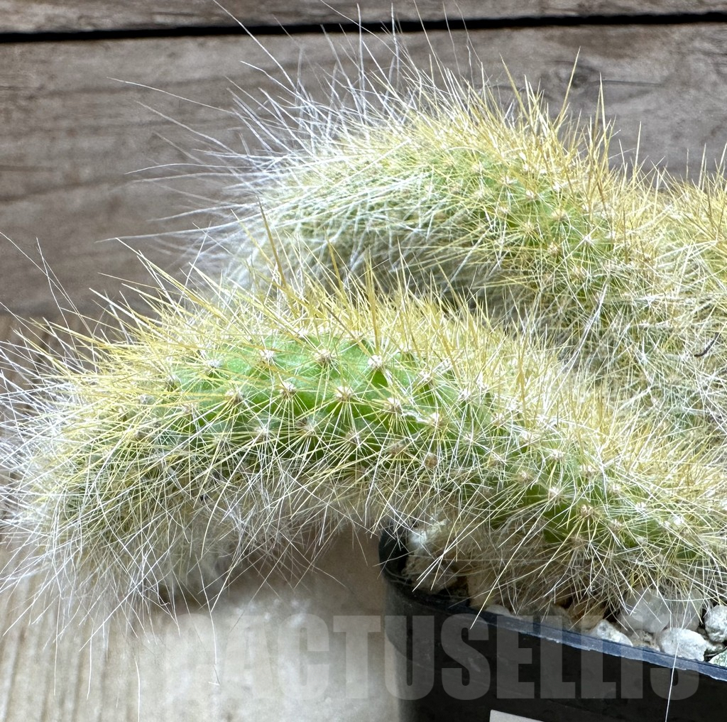 SHPR32322 Hildewintera colademononis - Image 2