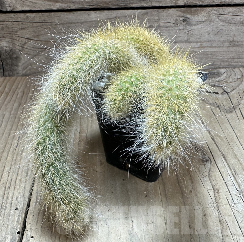 SHPR32322 Hildewintera colademononis