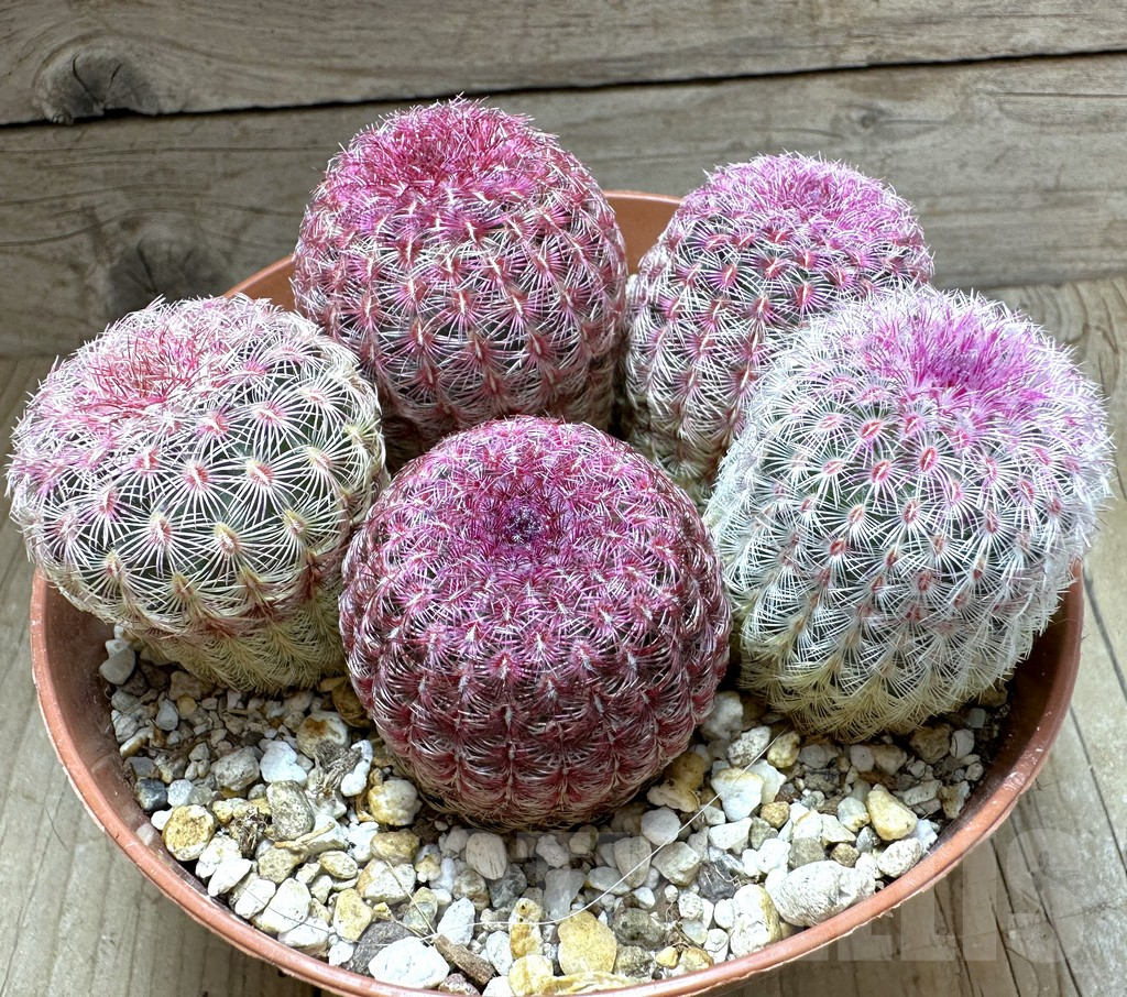 SHPR32323 Echinocereus rigidissimus v. rubispinus