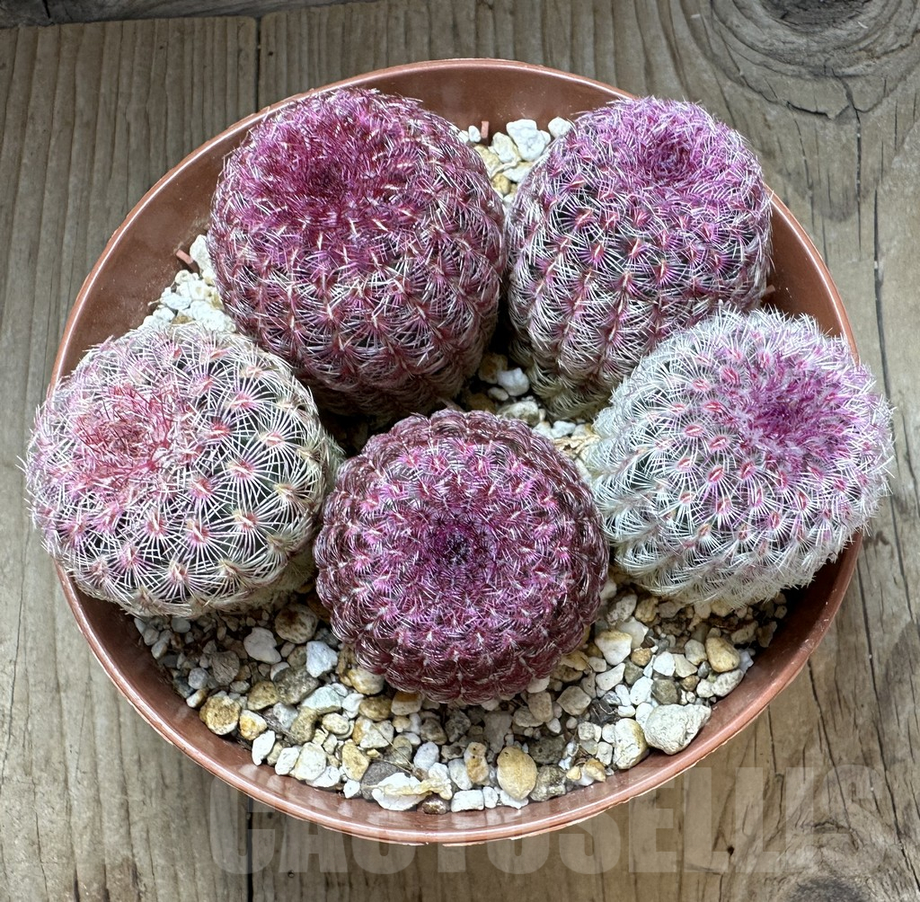 SHPR32323 Echinocereus rigidissimus v. rubispinus - Image 2